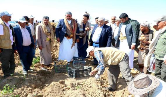 وزير الزراعة يدشن حصاد محصول البطاطس بذمار