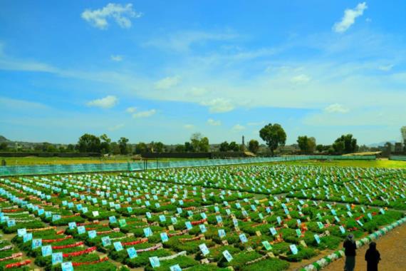 ثقافة الشهادة..  الأهمية والأثر
