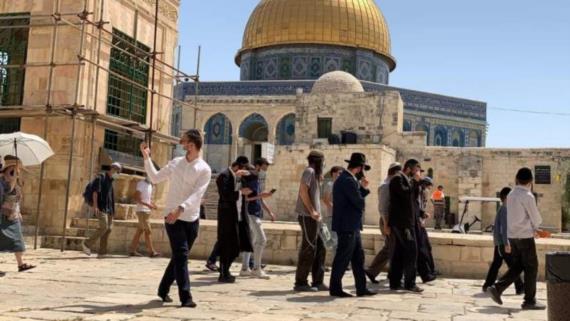 313 مستوطنا يستبيحون الأقصى المبارك