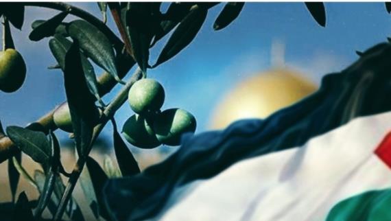 زيتون فلسطين الجذر العصي على الاقتلاع والتهجير