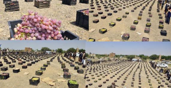 بني حشيش ترفد الجبهات بقافلة كبرى من العنب بمناسبة المولد النبوي الشريف
