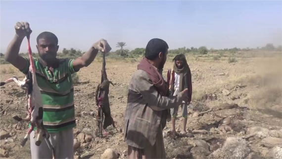 هستيريا العدوان تستهدف أغنام ومواشي المواطنين في منطقة العولة بالجوف