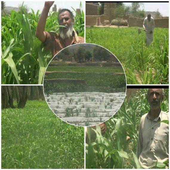 محافظة صعدة تشهد إقبالاً كبيراً على زراعة الذرة