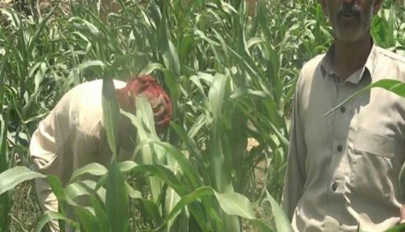 الزراعة: استراتيجية التنمية وخطوة مهمة لمواجهة العدوان والحصار.