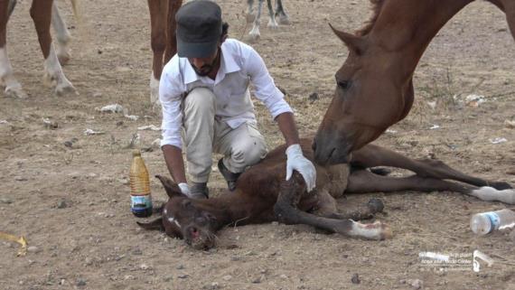اللجنة المؤقتة لاتحاد الفروسية يدين استهداف جناح الفروسية بالكلية الحربية