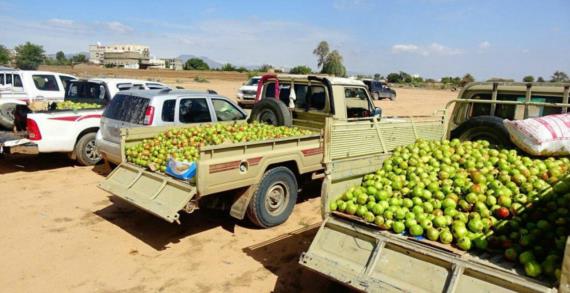 قبائل آل سالم بصعدة تسير قافلة من الفواكه والمواشي لأبطال الجيش واللجان الشعبية