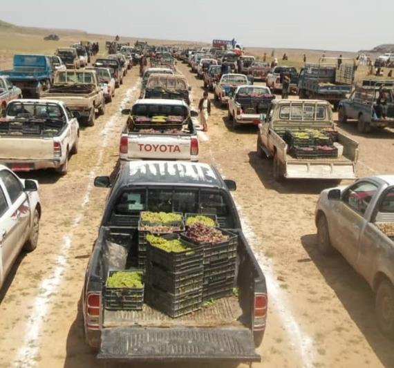 قبائل بني حشيش تسيّر قافلة عنب للمرابطين في الجبهات