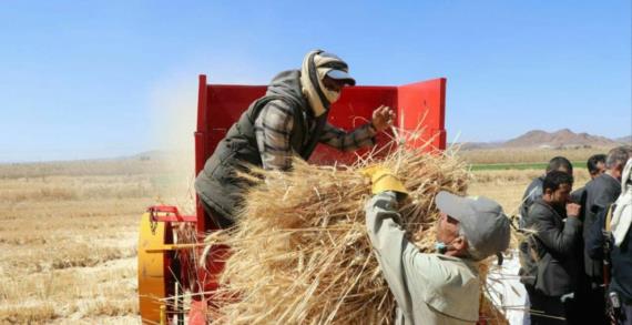 تدشين حصاد محصول القمح وإخراج زكاة الحبوب في مزرعة رصابة بذمار