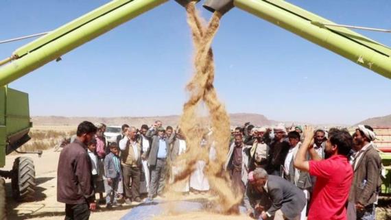 الزراعة تدشن حصاد القمح بمزرعة قاع شرعة في ذمار