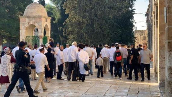 264 مستوطنا صهيونيا يستبيحون الأقصى المبارك