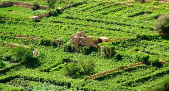 ضرورة تحقيق الاكتفاء الذاتي والتنمية الزراعية الغذائي للأمة