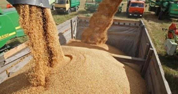 الجمارك تكشفُ فاتورة استيراد القمح ودعواتٌ لدعم المنتج المحلي وتعزيز مسارات الاكتفاء ونيل الحرية والاستقلال