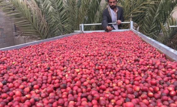 المزاد الوطني الأول للبُـن.. الطريق للمنافسة في أسواق الخارج