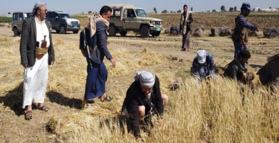 مكتب هيئة الأوقاف بذمار يدشن حصاد محصول الشعير في الأراضي الوقفية غير المؤجرة